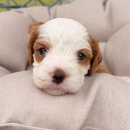 Molly Ari - Blenheim female Cavalier King Charles Spaniel puppy in Las Cruces, New Mexico from Mayflowers Cavalier Spaniels