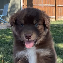 Australian Shepherd Puppies from Running Thunder Aussies