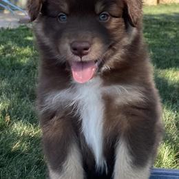 Australian Shepherd Puppies from Running Thunder Aussies
