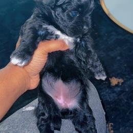 Bella - Black and white female Shihpoo puppy in Cane Savannah, South Carolina from Dws_kennelservices