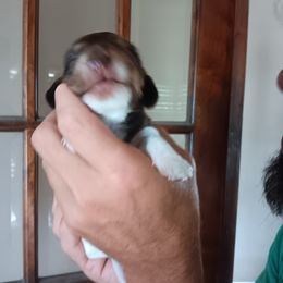 Dachshund Puppies from Lauren's Dachshunds