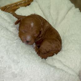 Minnie - Red  female Goldendoodle puppy in Mesa, Arizona from AZ River Doodles