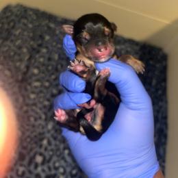 Kiara - Black and tan female Yorkipoo puppy in Gastonia, North Carolina from Dynasty Kennel