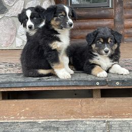 Australian Shepherd Puppies from Cottage Farm Aussies