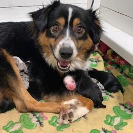 Miniature Australian Shepherd Puppies from Broken T Australian Shepherds