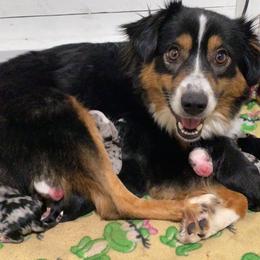 Miniature Australian Shepherd Puppies from Broken T Australian Shepherds