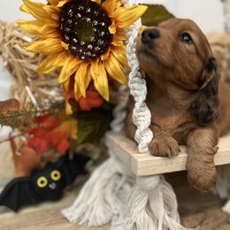 Dachshund Puppies from Texas Tiny Tales