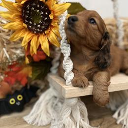Dachshund Puppies from Texas Tiny Tales
