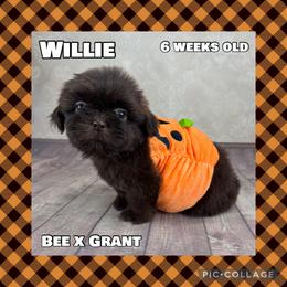 Willie - Liver male Shih Tzu puppy in Beatrice, Nebraska from I Shih Tzu Not Puppies