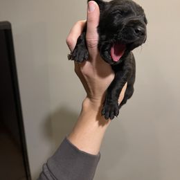 Aqua Collar - Black female Great Dane puppy in Kimball, Michigan from Starlight Danes