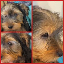 Yorkshire Terrier Puppies from D’Luxe Kennels