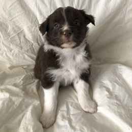 Australian Shepherd Puppies from Cedar Creek Aussies