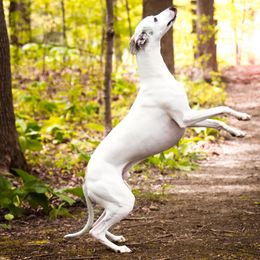 Salukis and Whippets from Falconeer Kennels