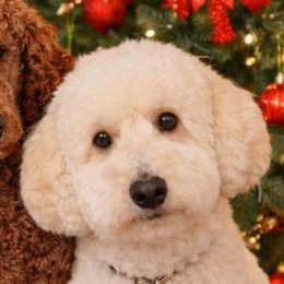Shuga - Goldendoodle
