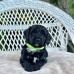 Titan - Black and white male Bernedoodle puppy in North Highlands, California from The Purrfectpups
