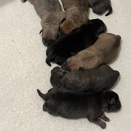 American Bully Puppies from Manuia Kennels