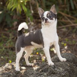 Chu - Chihuahua