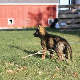 Chandler (Red collar) - Sable male German Shepherd puppy in Mason, Michigan from Sweet Breeze Acres