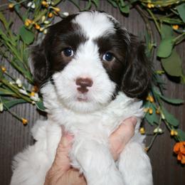 Australian Labradoodle Puppies from Windsor Creek Labradoodles