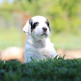 Llewellin Setter Puppies from Hickory Hollow Llewellin Setters, LLC