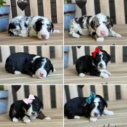 Bernedoodles, Cavapoos, and Goldendoodles from Green Ranch Doodles