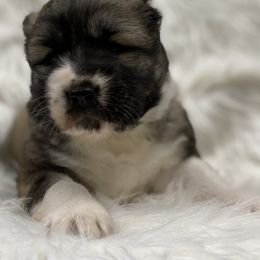 Caucasian Shepherd Dog Puppies from Sila V Krovi