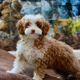 Hunk - Yellow and white male Bernedoodle puppy in Muskogee, Oklahoma from Lawler’s Legacy Litters