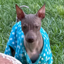 Fresca - White and chocolate female American Hairless Terrier puppy in Buckingham, Illinois from Gaus Hof