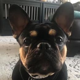 GiGi, G - French Bulldog