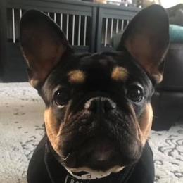 GiGi, G - French Bulldog