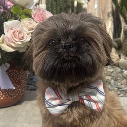 Shih Tzus from Ivy Ozz Pups