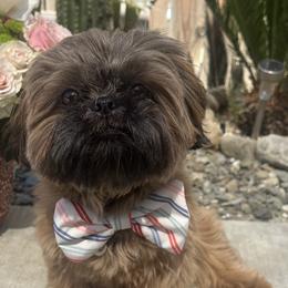 Shih Tzus from Ivy Ozz Pups