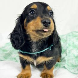 Jolly Rancher - Black and tan male Dachshund puppy in Sacramento, California from MiniDoxPups