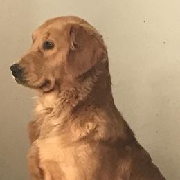 Poppy - Golden Retriever