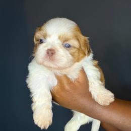Girl 1 - Liver and white female Shih Tzu puppy in Union City, Georgia from Chinx Puppy Songs
