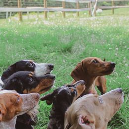 Dachshund Puppies from Hoosier Little Wieners