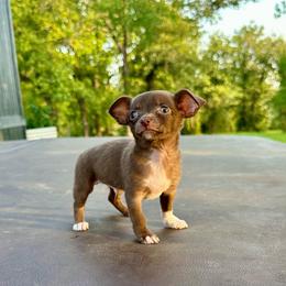 Tiny Teacup Dallas - Chocolate and white male Chihuahua puppy in Alvord, Texas from Gift of Gods Favor
