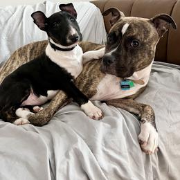 Bull Terrier Puppies from Lynn Hill Bull Terriers