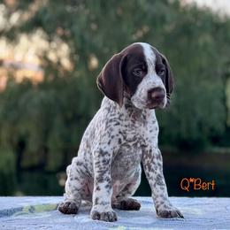 Male Puppy #3 Show/Performance - Liver and white male German Shorthaired Pointer puppy in Kentucky from OutBark Dogs & Kennels