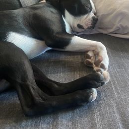 Boston Terrier Puppies from Rocknbostons