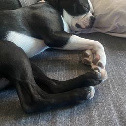 Boston Terrier Puppies from Rocknbostons