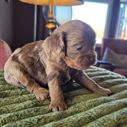 Myrtle, Shiloh puppy - Brown white and tan female Cockapoo puppy in Delphos, Ohio from Route 66 Puppies