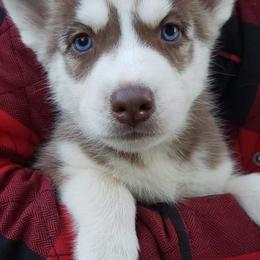 French Bulldogs and Siberian Huskies from Moore's Frenchies and Huskies