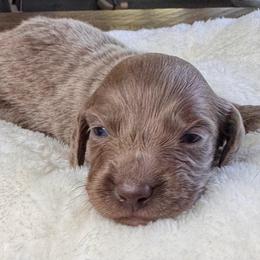 Sprout - Fawn (isabella) and tan male Dachshund puppy in Wallingford, Kentucky from Hensley Homestead Dachshunds