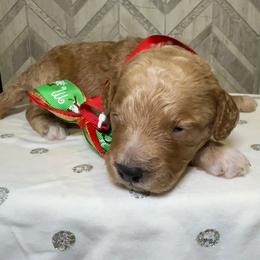 Clark Griswold - Red  male Goldendoodle puppy in Camden, North Carolina from Oopsie Doodles of NC