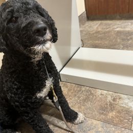 Phoebe - Portuguese Water Dog