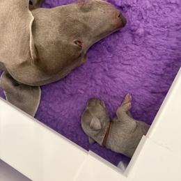 Weimaraner Puppies from Trax Weimaraners