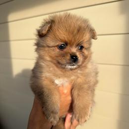 Bagel AKC - Chocolate merle male Pomeranian puppy in Hampton, Virginia from Hearts Of Love