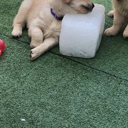 Flat-Coated Retriever and Golden Retriever Puppies from LaDean Faris