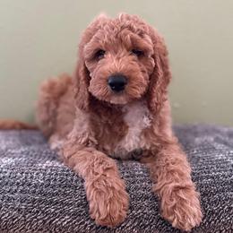 Benny - Apricot male Goldendoodle puppy in Fayetteville, Arkansas from Mountain Grove Doodles